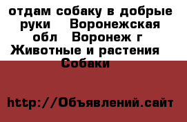 отдам собаку в добрые руки  - Воронежская обл., Воронеж г. Животные и растения » Собаки   